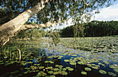 Eucalyptus and water lily. Billabong, Oasis during the rain season. Lakefield National Park. Cape York Peninsula. Queensland. Australia
