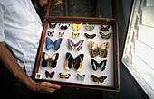 Tropical butterfly collection. La Ceiba. Honduras
