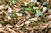 Fall leaves, Faeda d en Jordà, La Garrotxa, Girona province, Spain