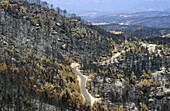 View after forest fire between Viver and Serrateix, El Berguedà, Barcelona province, Spain