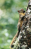 Squirrel. Costa Rica