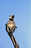 Monkey, Bandhavgarh National Park. Madhya Pradesh, India