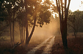 Bandhavgarh National Park. Madhya Pradesh, India