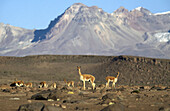 Vicuña (Vicugna vicugna), Los Andes. Peru