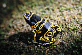 Poison Dart Frog (Dendrobates sp.). Auyán-tepui, Venezuela