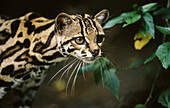 Margay (Leopardus wiedii). Costa Rica