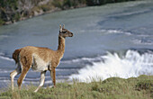 Guanaco, Torres del Paine National Park. Patagonia, Chile
