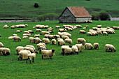 Sheep. Larra. Navarra. Spain