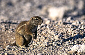 Squirrel (Xerus inauris). Namibia