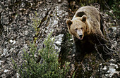 Brown Bear (Ursus arctos). Hosquillo Park. Cuenca province. Castilla La Mancha. Spain