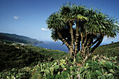 Drago trees (Dracanea drago) at La Palma. Canary Islands. Spain