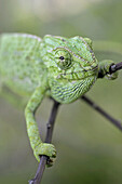 Common Chameleon (Chamaeleo chamaeleon). Cadiz. Andalucia. Spain