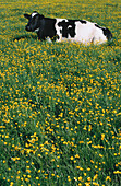 Cow in buttercups