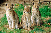 European Lynx cubs (10 weeks old)