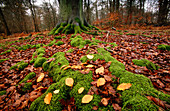 Beech tree (Fagus Sylvatica) in autumn