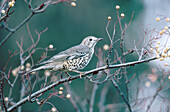 Mistle Thrush (Turdus viscivorus)