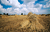 Traditional wheat sheaves grown from thatching. UK