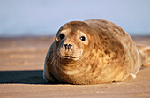 Common or Harbor Seal (Phoca vitulina)