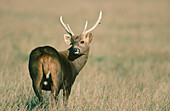 Hog Deer (Cervus porcinus)