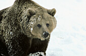 Brown bear (Ursus arctos) in snow