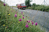 Pyramidal Orchids (Anacamptis pyramidalis) on a roadside verge. UK