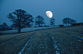 Moonrise over oaks. Herts. UK