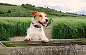 Jack Russell terrier in Chiltern countrysdie. Buckinghamshire. England