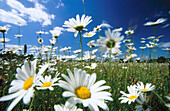 Ox-Eye Daisies (Leucanthemum vulgare). Bernwood Meadows. Oxford, UK