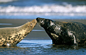 Male and female Grey Seals (Halichoerus grypus) prior to mating