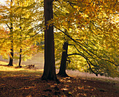 Beech trees at Ashridge. Hertfordshire, UK