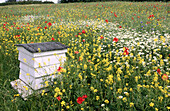 Bee hive in flowery meadow. Buckinghamshire. England. UK.