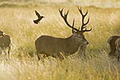 Red deer (Cervus elaphus). Richmond Park. Surrey. England