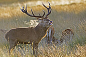 Red Deer Stag (Cervus elaphus). Richmond Park. Surrey. England