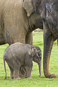 Asian Elephant Calf Elephas maximus