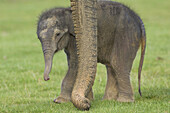 Asian Elephant Calf Elephas maximus