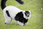 Ruffed lemur (Lemur varigatus).