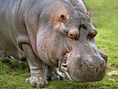 Hippopotamus (Hippopotamus amphibious). Male