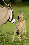 Gemsbok (Oryx gazella).