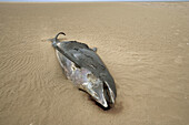 Dead porpoise (Phocoena phocoena). Norfolk. England. UK