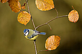 Blue Tit (Parus caeruleus), autumn