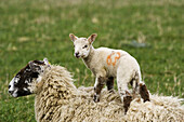 Ewe Lamb Goosehill Farm Bucks UK