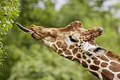 Giraffe (Giraffa camelopardalis) feeding.