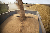 Harvesting wheat crop. Bedforshire. UK.
