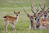 Sika Deer (Cervus nippon). Introduced from the Far East to the UK around 1875 to Dorset.