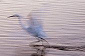 Great White Egret (Egretta alba). Florida. USA