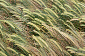 Ripening barley crop. UK