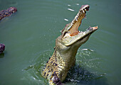 Crocodile leaping