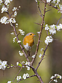 Robin (Erithacus rubecula) & Blackthorn Blossom