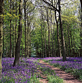Forest. Herts. England
