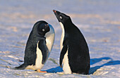 Adelie Penguins (Pygoscelis adeliae) Courtship dance. South Sandwich Islands. Antarctica